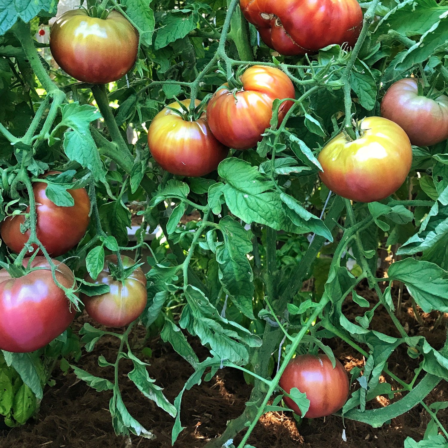 Purple Cherokee Tomato